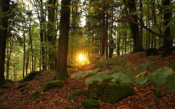Waldgebiet in Röhrnbach - Bayern